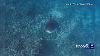 Hawaii man greeted by great white shark during insane experience [upl. by Garlinda999]