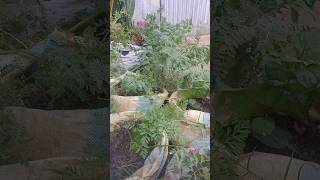 How to grow coriander seeds shorts [upl. by Asaph]