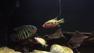 Hemochromis Frempongi pair aggression thickens [upl. by Eggleston]