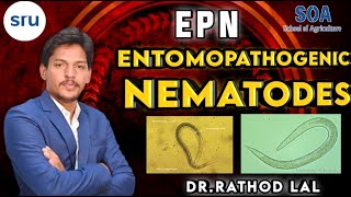 Entomopathogenic nematode EPN nematodes  entomologystudy nematode [upl. by Judas394]