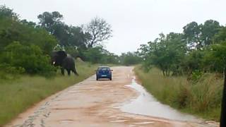 Kruger National Park elephant attack goes viral [upl. by Conall]