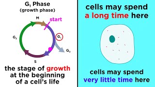 The Cell Cycle and its Regulation [upl. by Kcireddor898]