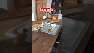 Patos Nadando na Pia verbim viral shortsvideo youtubeshorts shot shorts pets pet duck [upl. by Cooperstein192]