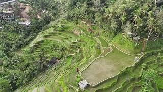 Tegalalang Rice Terrace Bali [upl. by Kimberley]