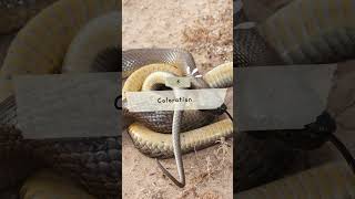 Top 10 Inland Taipan Snake Facts sanke snakevideo inlandtaipan [upl. by Yenial299]