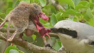 オオモズ  GREAT GREY SHRIKE bird NEST  butcher bird [upl. by Shauna]