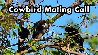 Brownheaded Cowbird Mating Call  Spreading Out Their Wings  Bird Sounds And Calls  Bird Voice [upl. by Arette]