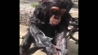 Chimp Bath Time [upl. by Willetta]