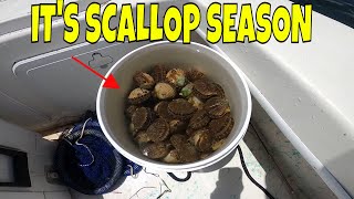 This was a BLAST  Finding Scallops is like an underwater easter egg Hunt [upl. by Nyahs]