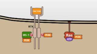 The PI3KAKT signalling pathway [upl. by Lemak599]