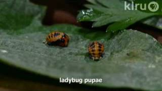 Ladybug larvae eating aphidsTrisha ShireyCentral Texas Gardener [upl. by Nahtahoj]