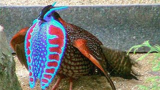 Temmincks tragopan Tragopan temminckii  male  dance  display [upl. by Rudin501]