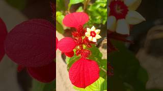 Mussaenda Ret plant garden nature shorts video gardenplants [upl. by Pessa518]