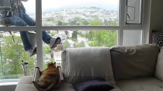 Cat watches window washer [upl. by Kampmann53]