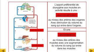 La circulation sanguine  les caractéristiques [upl. by Missak]