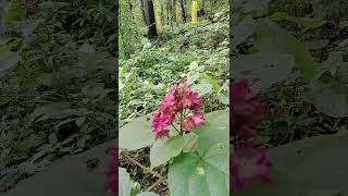 KalmiaPlant scary flower 🤐 subscribe [upl. by Cindi]