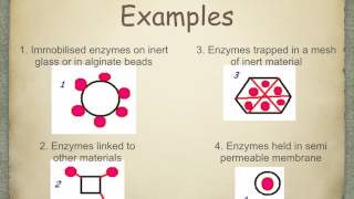 A level S5 Immobilisation of enzymes Ms Cooper [upl. by Joshua]