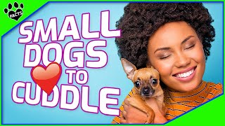 Top 10 Small Dogs That Love to Cuddle  Most Affectionate Small Dog Breeds [upl. by Yllib]