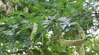 Thornless honeylocust Gleditsia triacanthos var inermis  Plant Identification [upl. by Mckenzie]