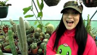 Our Echinocactus  Barrel Cactus Complete Collection Tour [upl. by Varden]