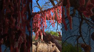 Drying Meat at Hadzabe village meal africantribe africa [upl. by Eitsirhc]