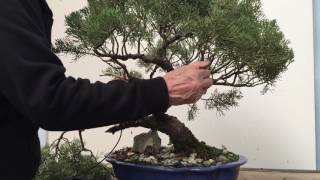 Styling and repotting an old Juniper bonsai tree  Peter Chan [upl. by Ydnolem]