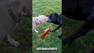 Cane Corso  Alles was du wissen musst 👀 [upl. by Uis396]