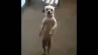 perro bailando mmmm [upl. by Bainter]