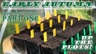 Early Autumn on the Allotment September Sowings part one [upl. by Hoi]