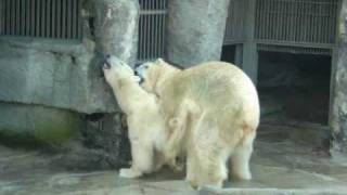 Polar bears mating in Schönbrunn [upl. by Oflodur757]