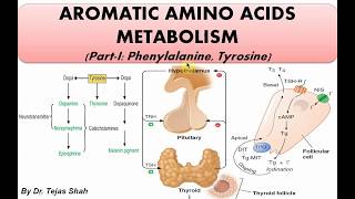 Aromatic amino acid metabolismPart1 II Phenylalanine Tyrosine II Biochemistry II Dr Tejas Shah [upl. by Eliak]