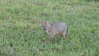 Crabeating Fox CachorrodoMato [upl. by Annekahs789]