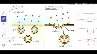 Cytology 8 Endocytosis amp Exocytosis [upl. by Shannon]