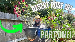 quotDesert Roses 101 A Beginners Guide to Growing and Caring for Adeniumsquot [upl. by Nodnek]