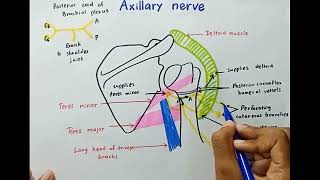 Axillary Nerve  Origin Course Branches Innervation  Anatomy [upl. by Ymrej222]