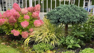 Seed Heads Hakonechloa Aureola In Front Yard 4K  September 2024 [upl. by Ekusoyr]