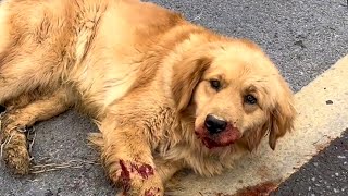 Dog Lying On Road Last Strength Looked up at the guy Who Stopped For Him [upl. by Toffey]