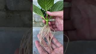 How to propagate hydrangeas by flower cuttings [upl. by Sirred]