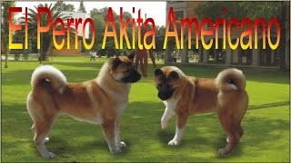 El Perro Akita Americano  Razas de Perros [upl. by Laehpar]