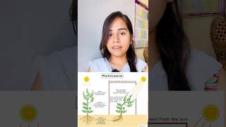 Phototropism  hydrotropism  geotropism  thigmotropism  chemotropism shorts growth youtube [upl. by Ryder842]