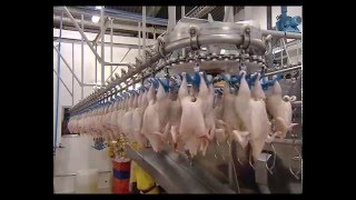 ARAB QATARI COMPANY FOR POULTRY PRODUCTION [upl. by Chow525]