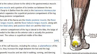 Gastrocnemius och soleus tibialis anterior och posterior mfl [upl. by Ayenet]