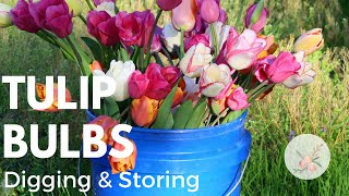 Digging amp Storing Tulip Bulbs  Cut Flower Farm  How to grow flowers  Gardening  Farmer FLorist [upl. by Enomor]