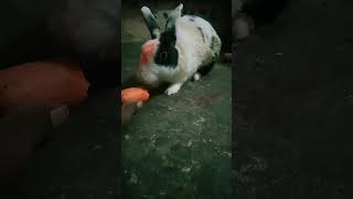 My rabit gajar eating song [upl. by Kalli]