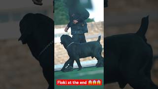 Boerboel vs Working GSD vs Canem belli 🙌🙌🙌😱 dogtraining [upl. by Particia]