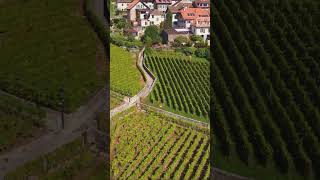 Toasting Switzerland’s Lavaux wine region shorts [upl. by Vocaay786]