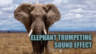 Elephant Trumpeting Sound Effect 🐘 Elephant Sound [upl. by Jestude]