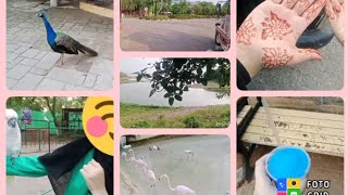 Lake View And Birds Safari Park Islamabad Vlog 5 [upl. by Doane328]