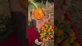 Rasa warna dan harga fruit jeruk panenbuahjeruk petani [upl. by Einhapets326]