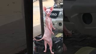 sphynx cute cat dance 🙀 shorts animals supercat cat dance [upl. by Enerol929]